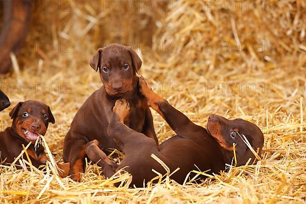 Doberman Pinscher