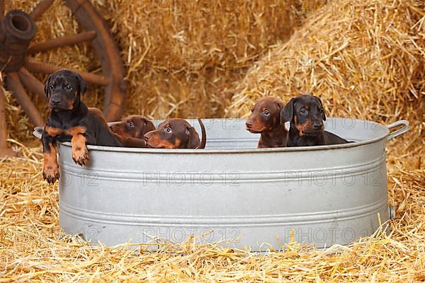 Doberman Pinscher