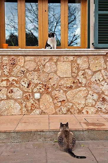 Domestic cats watching each other