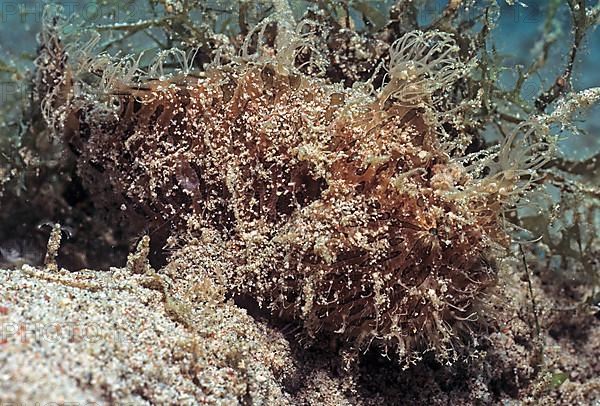 Hairy frogfish