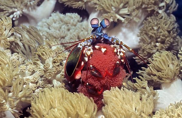 Peacock mantis shrimp