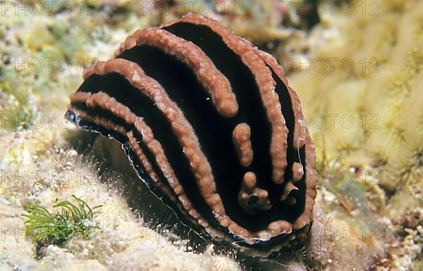 Striped Wart Snail