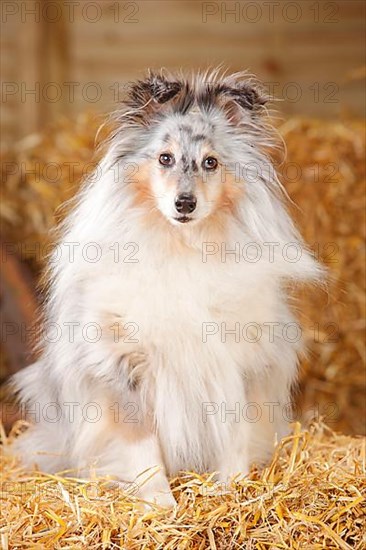 Sheltie