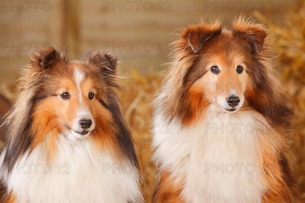 Sheltie