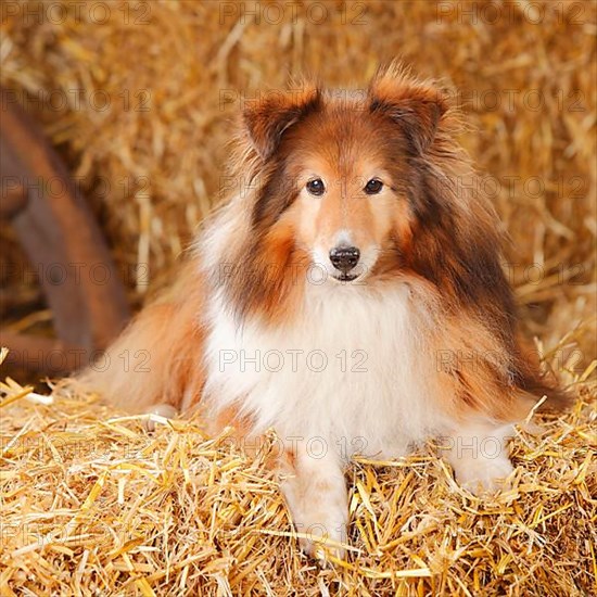 Sheltie