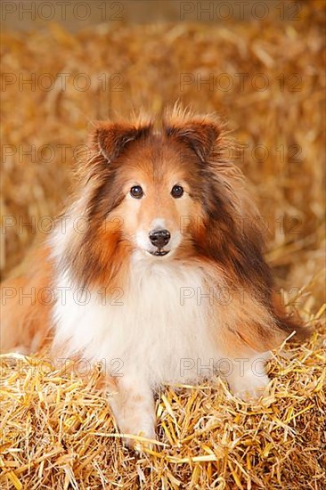 Sheltie