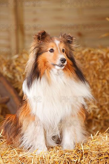 Sheltie