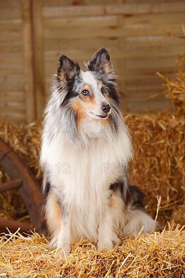 Sheltie