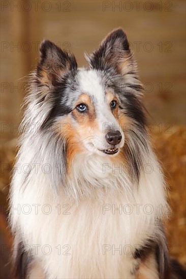 Sheltie