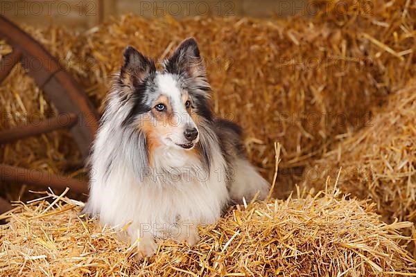 Sheltie