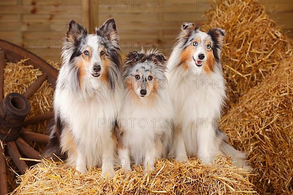 Shelties