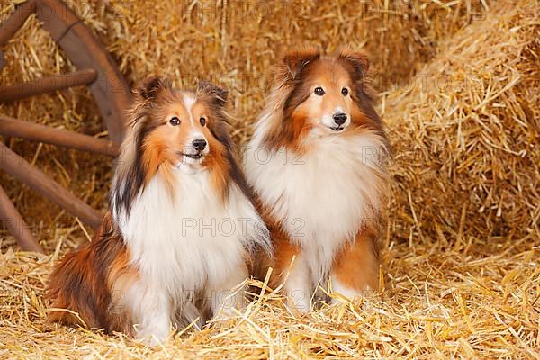 Sheltie