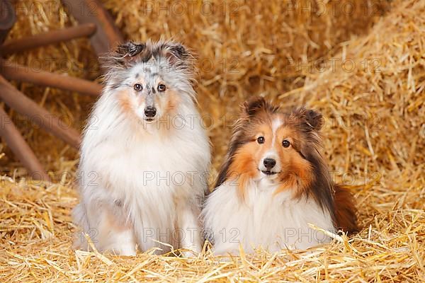 Sheltie