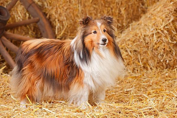 Sheltie