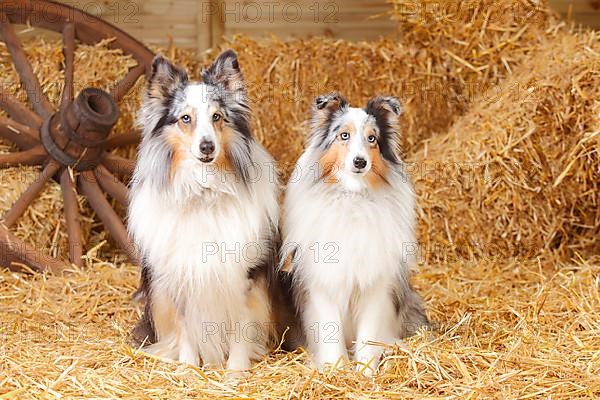 Shelties