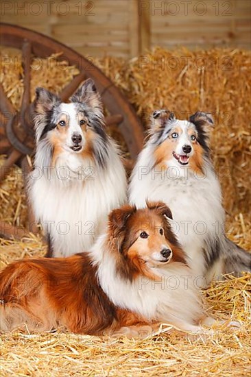 Shelties