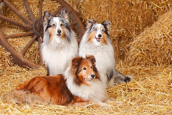 Shelties