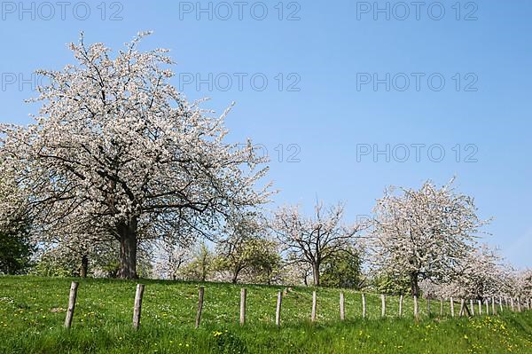 Orchard with flowering wild cherry
