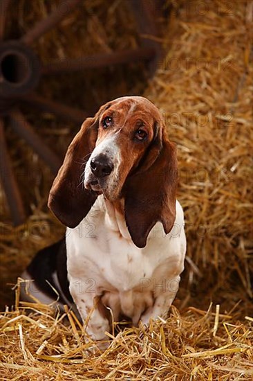 Basset Hound