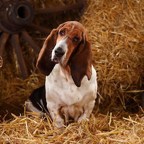 Basset Hound