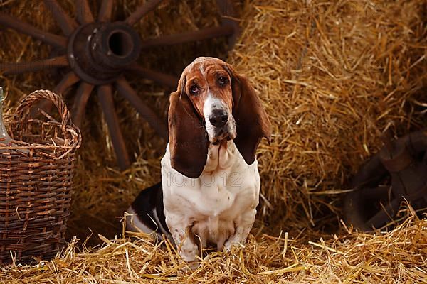 Basset Hound