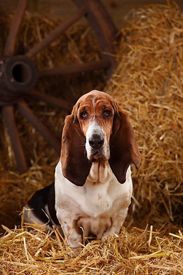 Basset Hound