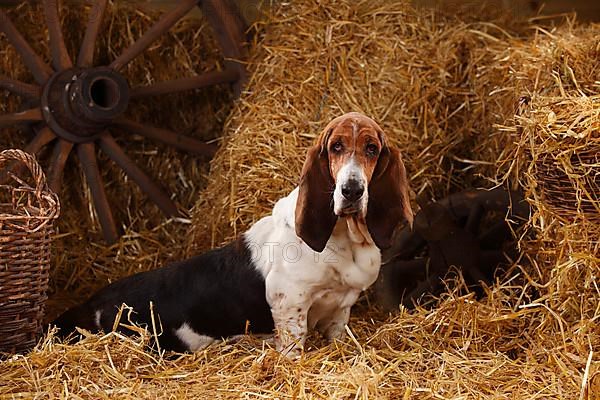 Basset Hound