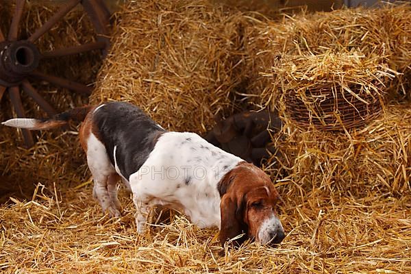 Basset Hound