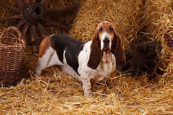 Basset Hound