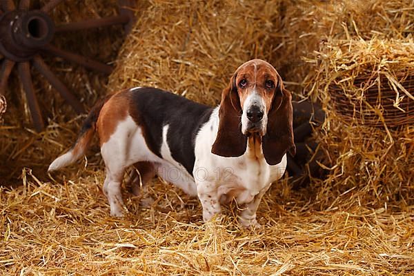 Basset Hound