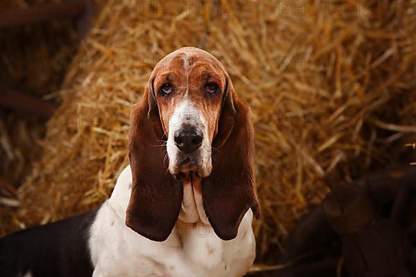 Basset Hound