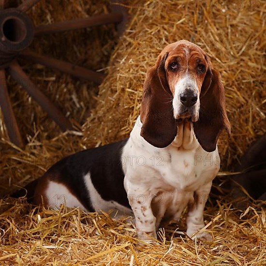 Basset Hound