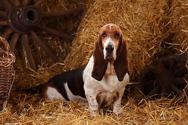 Basset Hound