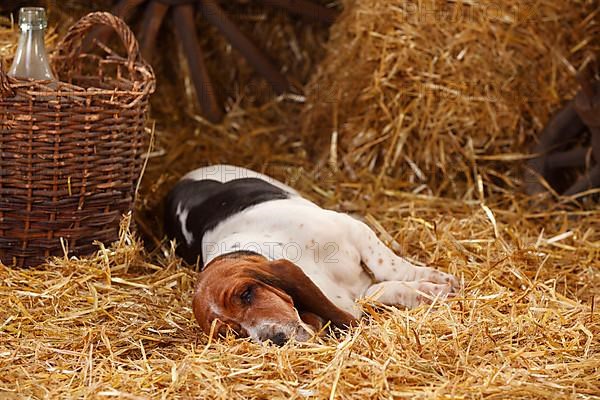 Basset Hound