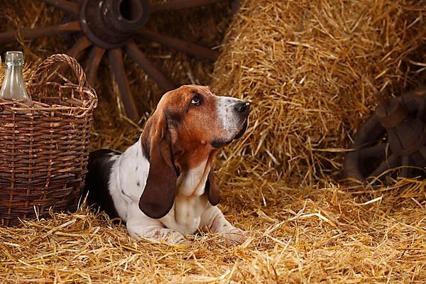 Basset Hound