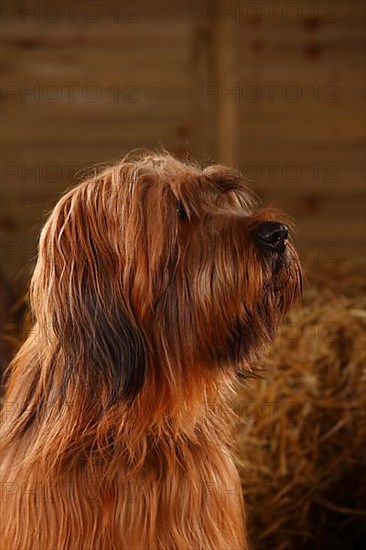 Briard