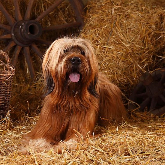 Briard