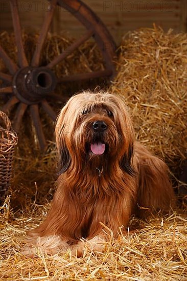 Briard