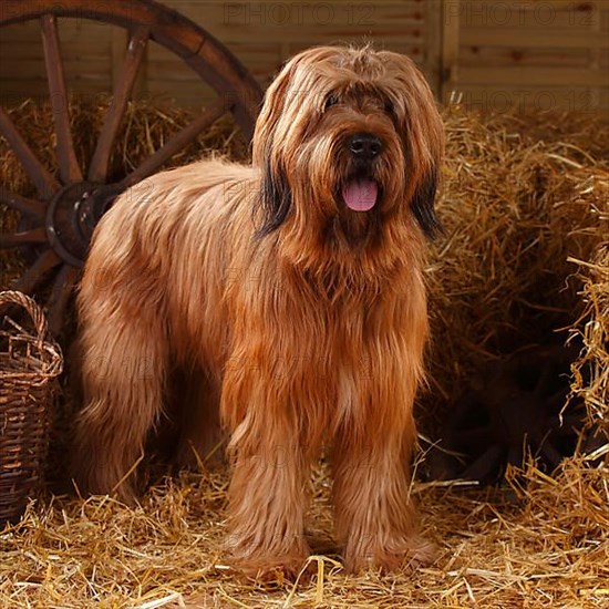 Briard