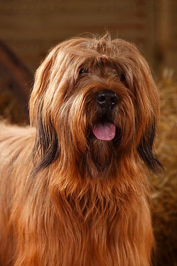 Briard