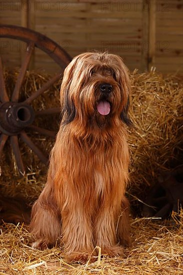 Briard