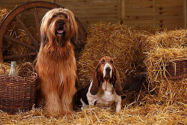 Briard and Basset Hound