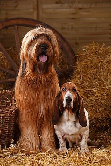 Briard and Basset Hound