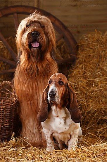 Briard and Basset Hound