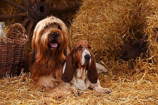 Briard and Basset Hound