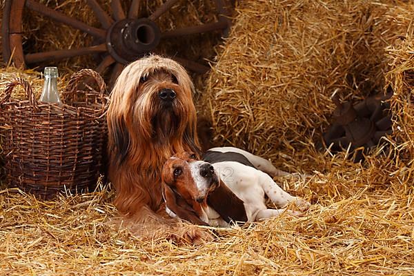 Briard and Basset Hound