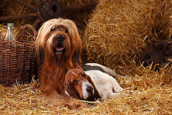 Briard and Basset Hound