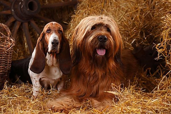 Briard and Basset Hound