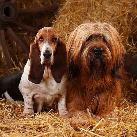 Briard and Basset Hound