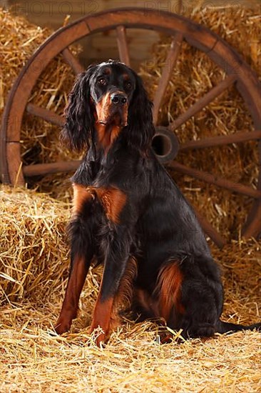 Gordon Setter